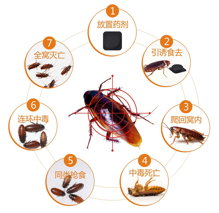 九球体育(China)官方网站杀蟑饵剂连环杀蟑不留痕迹